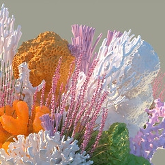 Colorful Corals