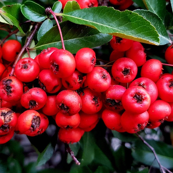 WinterGreen_Oil