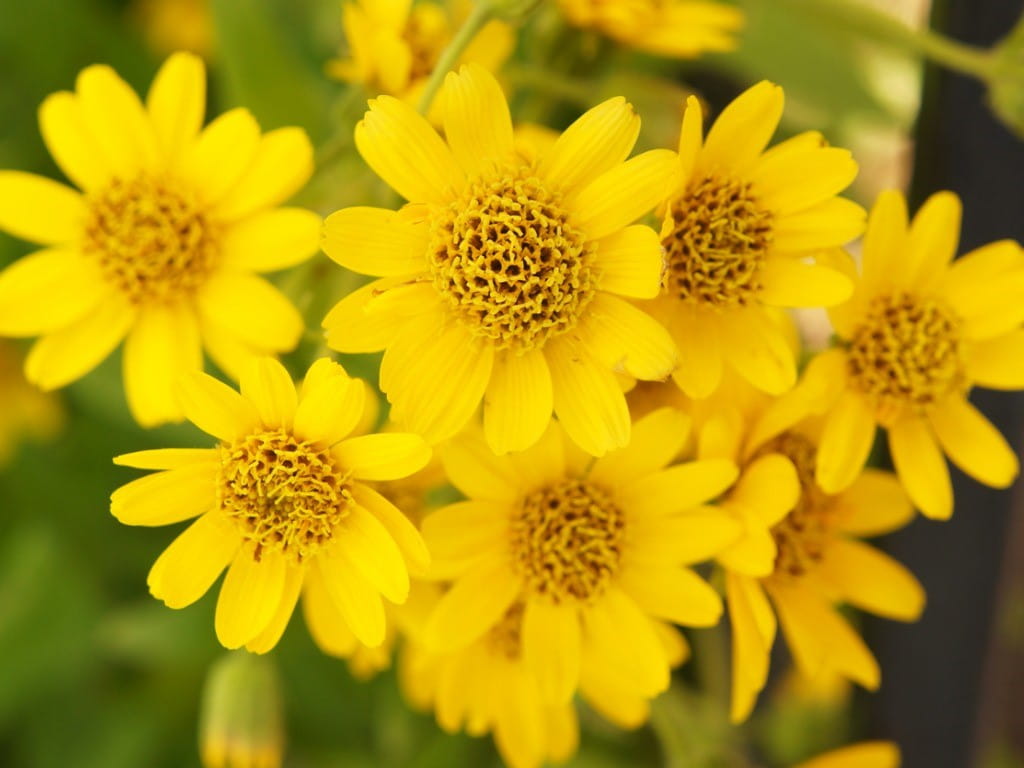 Arnica Montana