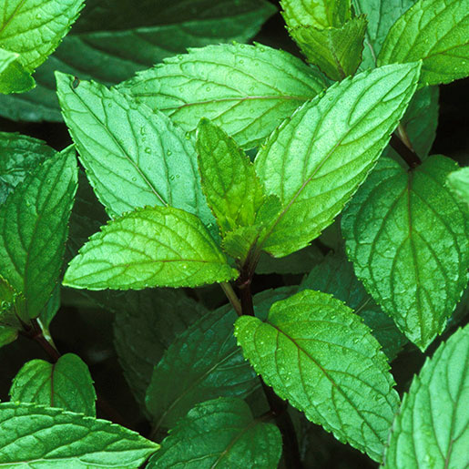 peppermint