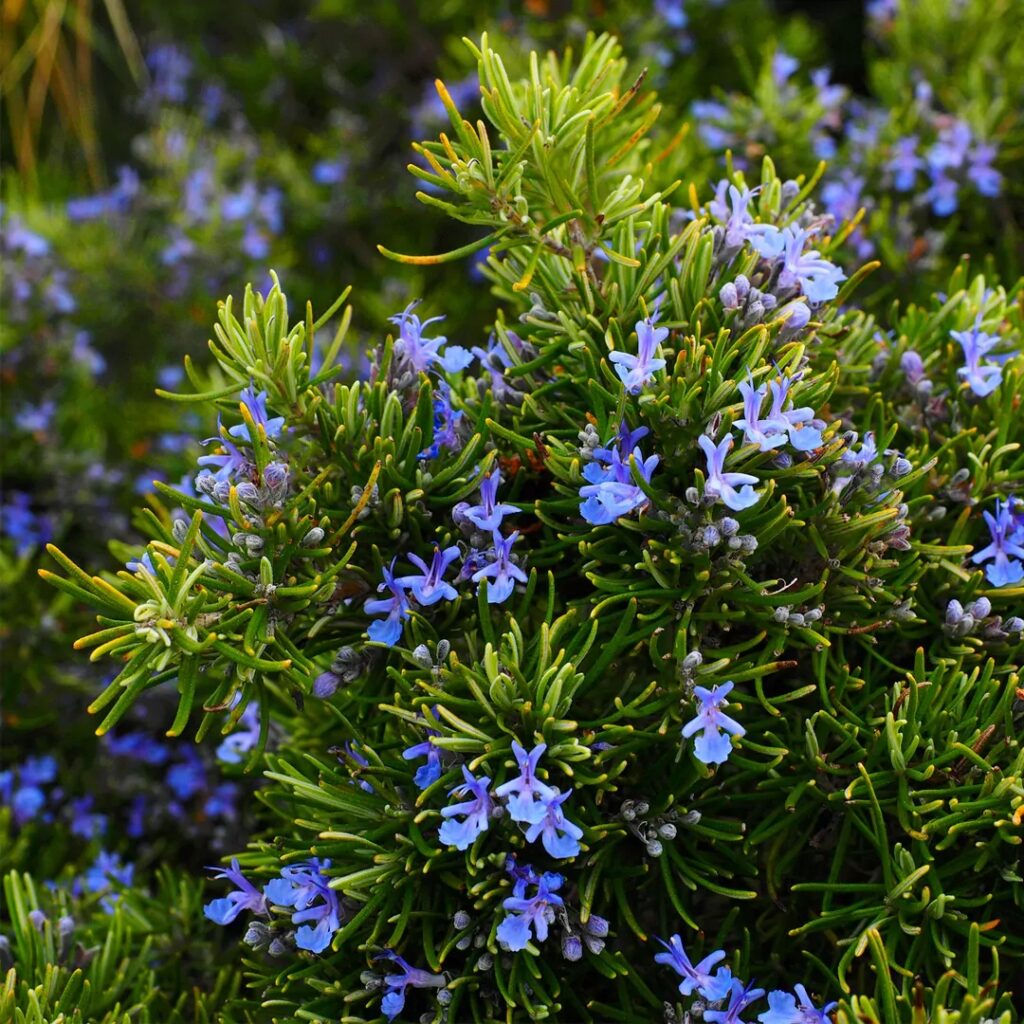 rosemary
